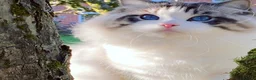 Ragdoll cats for sale: Rare Blue Torte Bi Colour Lynx  - Advert 12