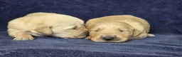 Goldador dogs for sale: 🐶 Adorable puppies ready for their forever homes  - Advert 4