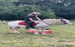 Irish Cob horses for sale: Unbacked 5 year old Gelding  - Image 4