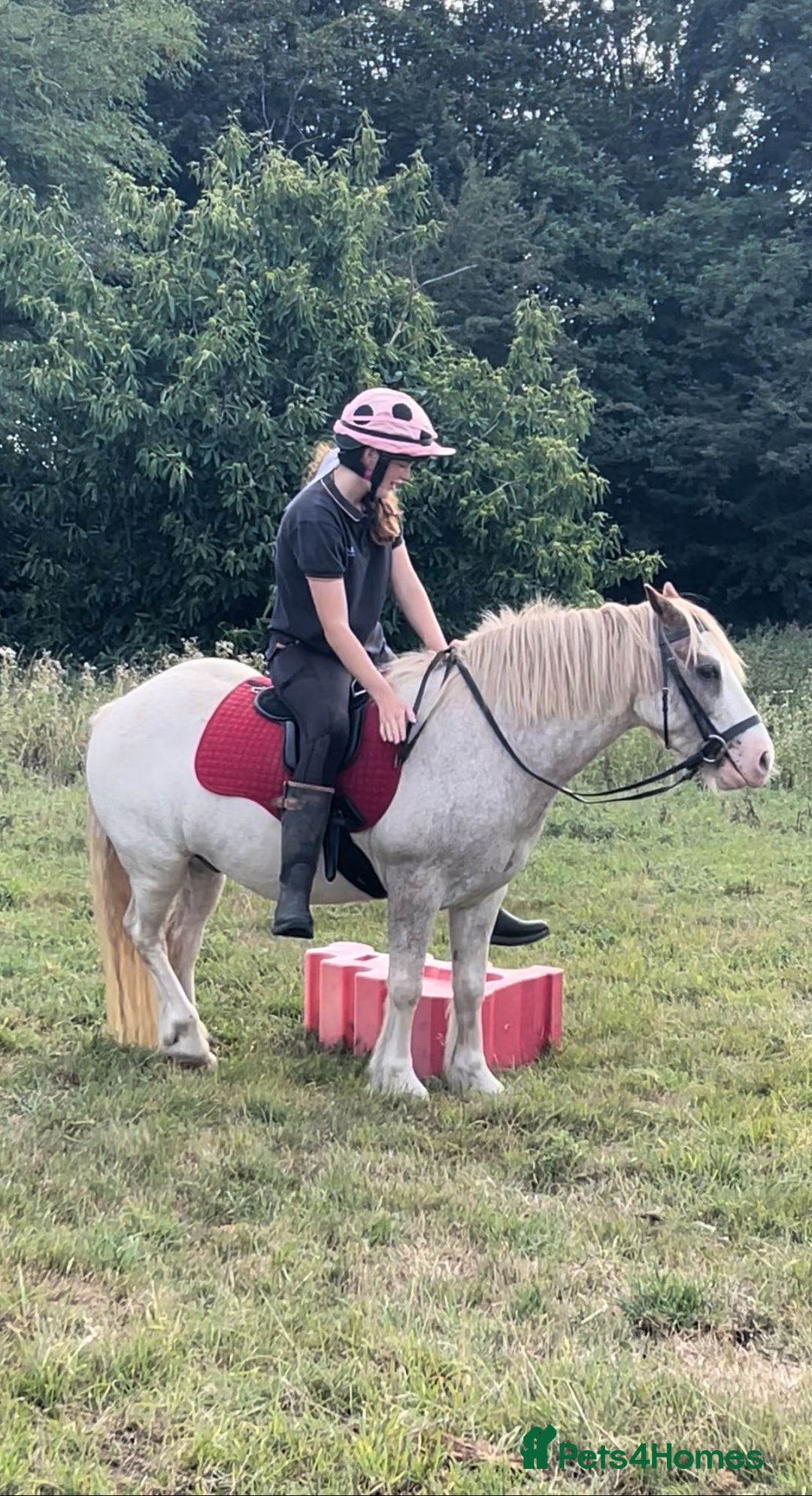 Irish Cob horses for sale: Unbacked 5 year old Gelding  - Image 4