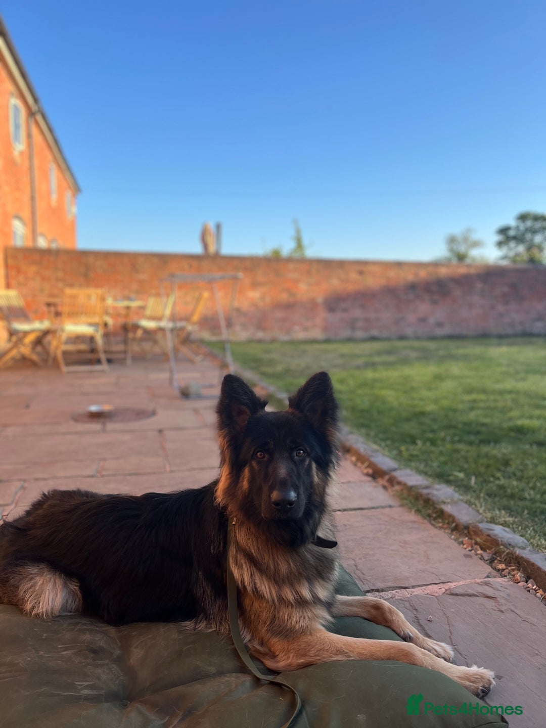 German Shepherd dogs for sale: 1 year old long haired male German shepherd  - Image 1