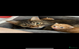 Domestic Shorthair cats for sale: Ginger kitten for sale! - Image 4