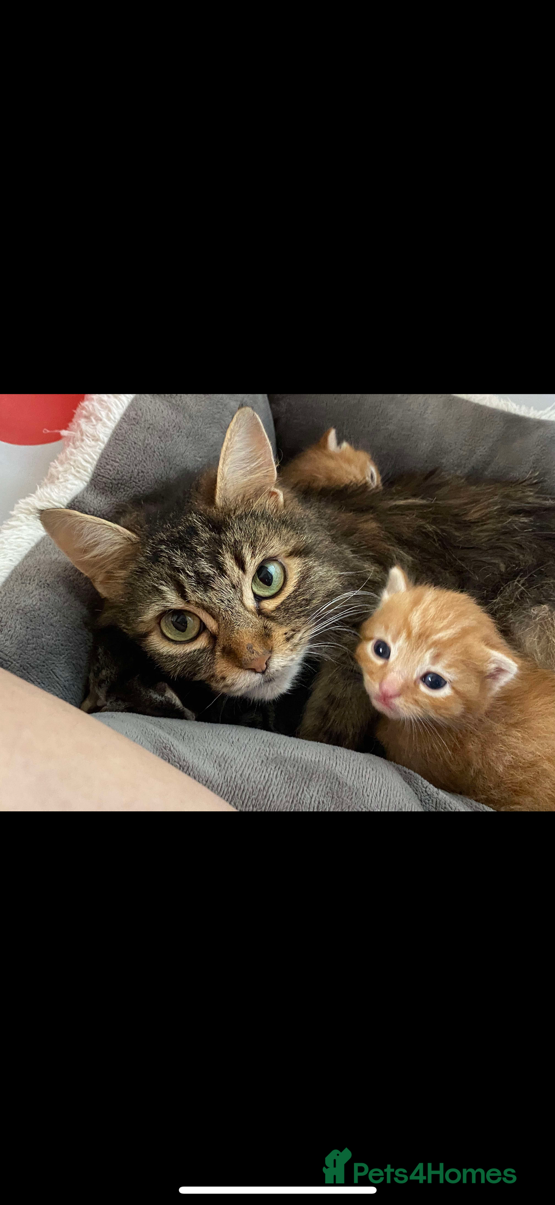 Domestic Shorthair cats for sale: Ginger kitten for sale! - Image 4