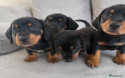 Mixed Breed dogs for sale: Beautiful Jackadac puppy’s ❤️ - Image 7