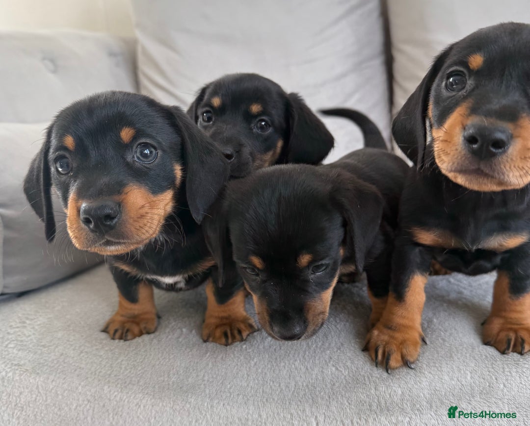 Mixed Breed dogs for sale: Beautiful Jackadac puppy’s ❤️ - Image 7