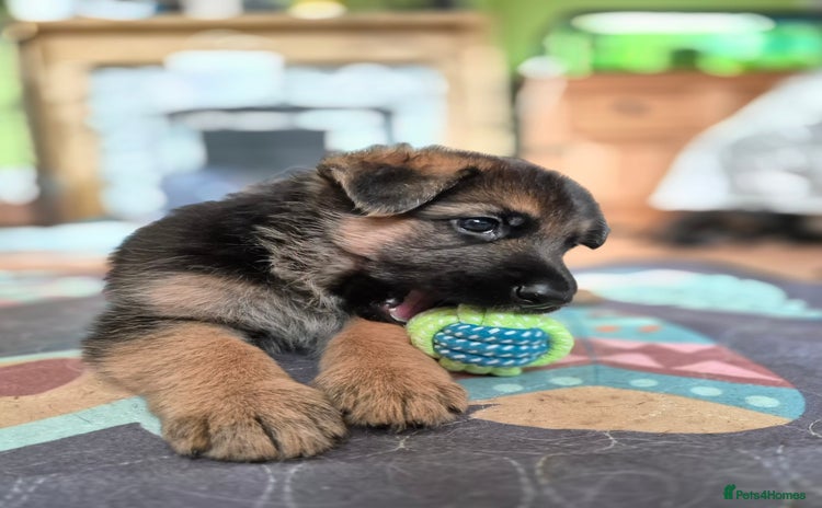 German Shepherd dogs - Advert 1