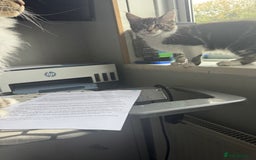 Mixed Breed cats for sale: 3 beautiful boy available  - Image 3