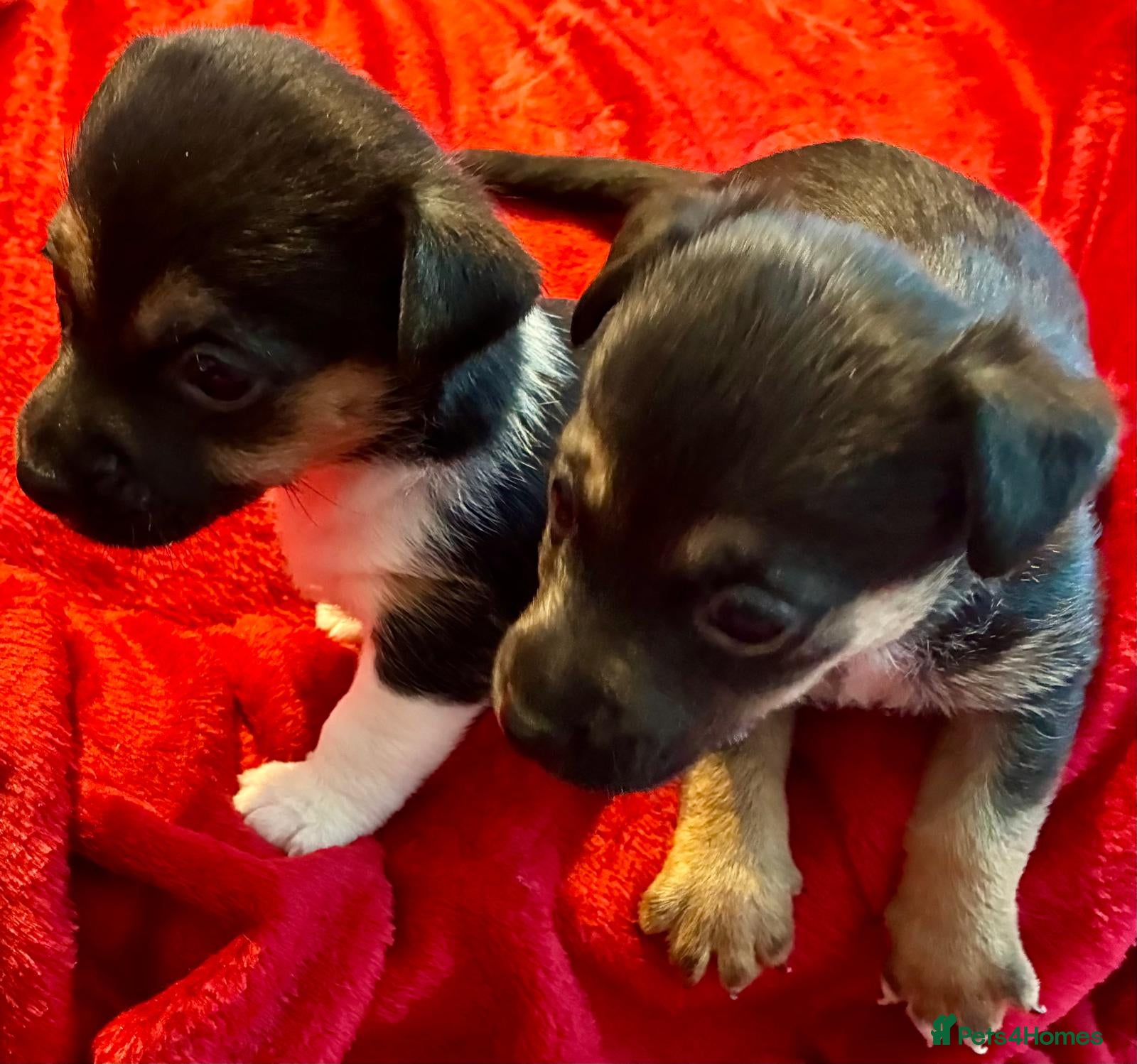 Jack Russell dogs Miniature Jack Russel Pups for sale - Advert 4