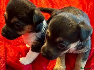 Jack Russell dogs Miniature Jack Russel Pups for sale - Advert 4