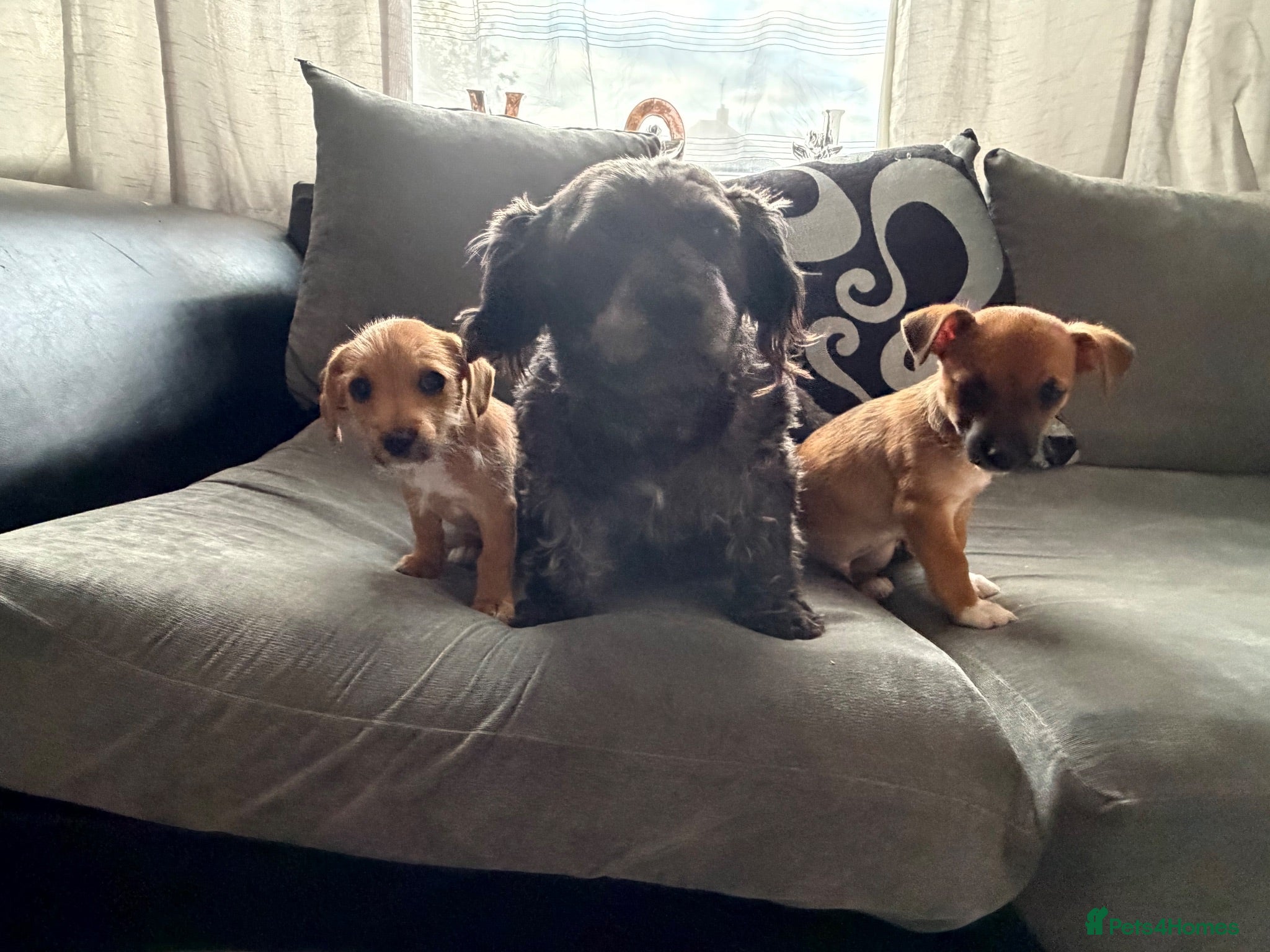 Mixed Breed dogs Jack Russel cross Maltese pups  - Advert 11