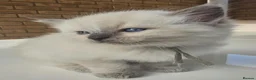 Ragdoll cats for sale: Champion Line Purebred Blue Point Mitted Ragdolls - Advert 17