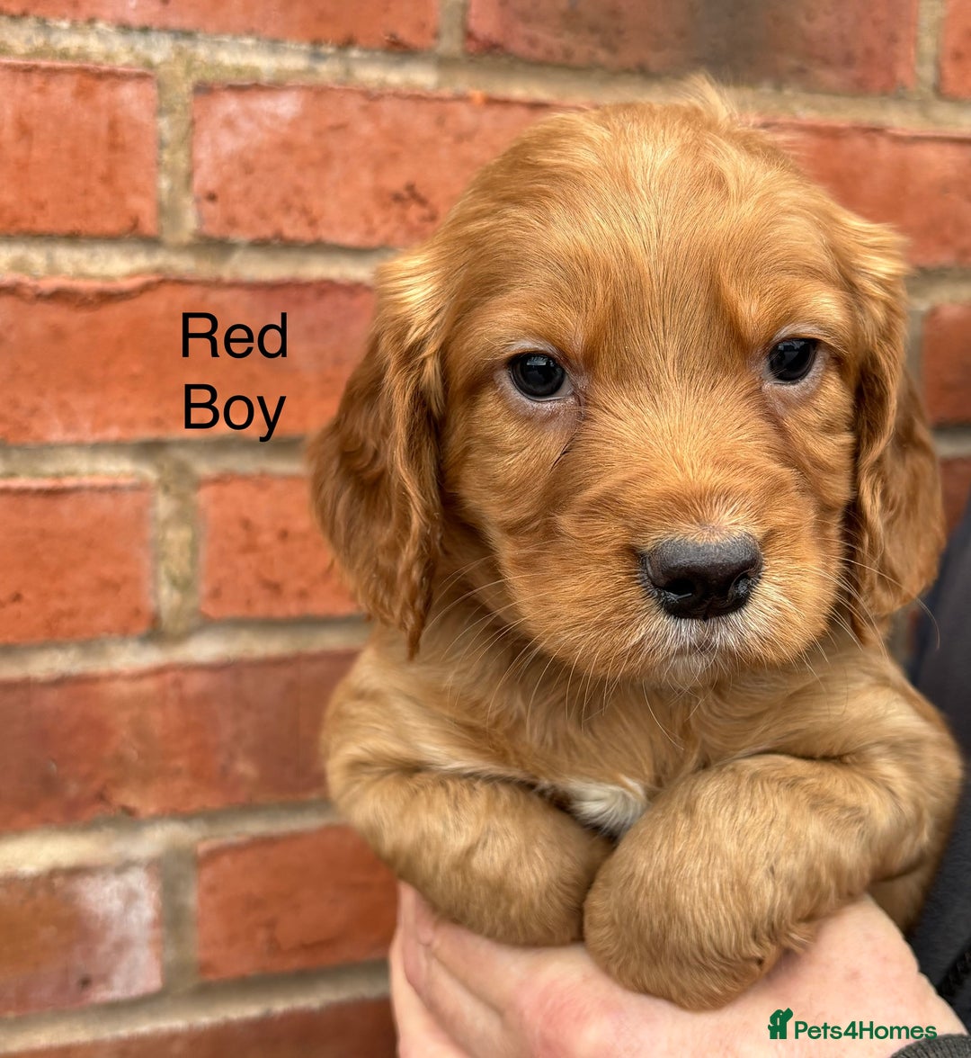 Cocker Spaniel dogs for sale: Quality Cocker Spaniel Puppies - Advert 9