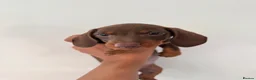 Dachshund dogs for sale: 2 Female 2 Male Dachshund Puppies - Advert 2