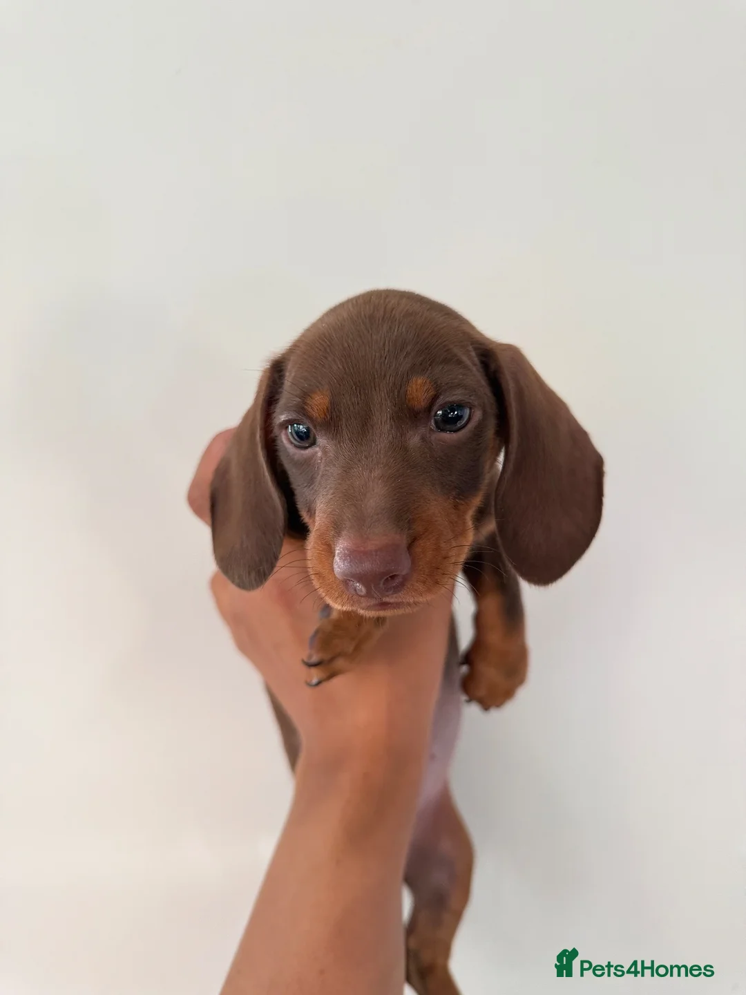 Dachshund dogs for sale: 2 Female 2 Male Dachshund Puppies - Advert 2