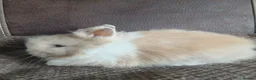 Lionhead rabbits for sale: Pure bred lionhead rabbits  in Merthyr Tydfil - Advert 4