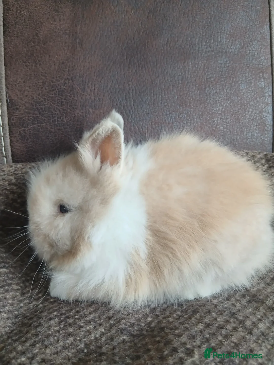 Lionhead rabbits for sale: Pure bred lionhead rabbits  in Merthyr Tydfil - Advert 4