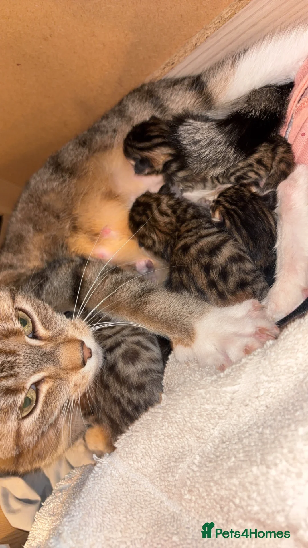 Bengal cats for sale: BENGAL❌ in Durham - Advert 1