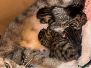 Bengal cats BENGAL❌ - Advert 2