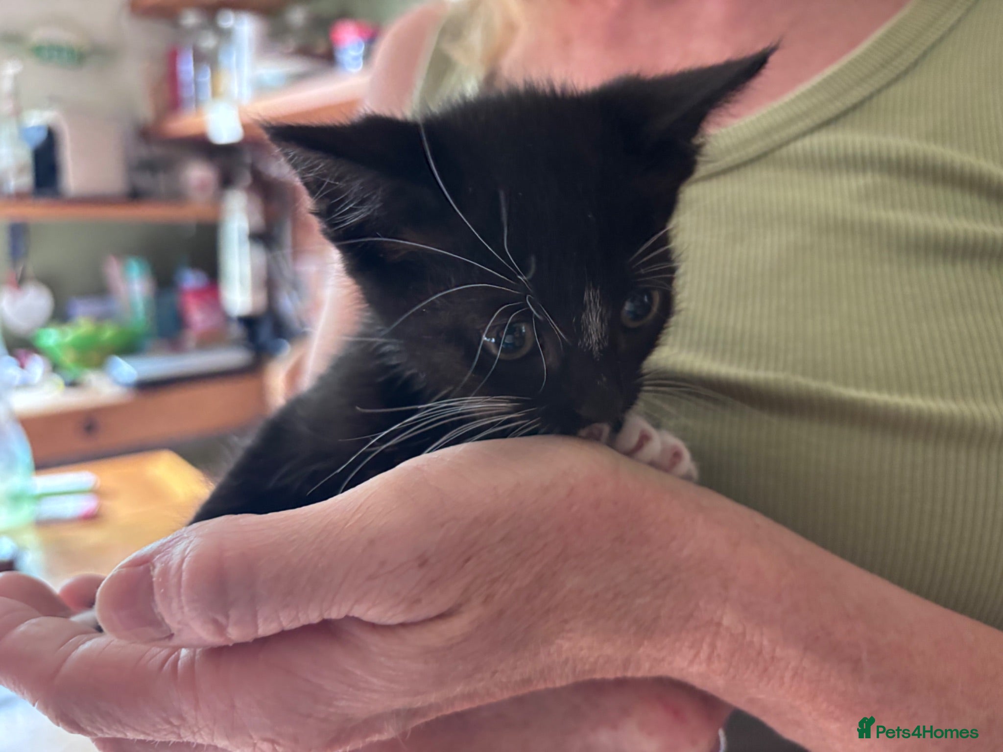 British Shorthair cats Friendly family-raised kittens ready now  - Advert 1