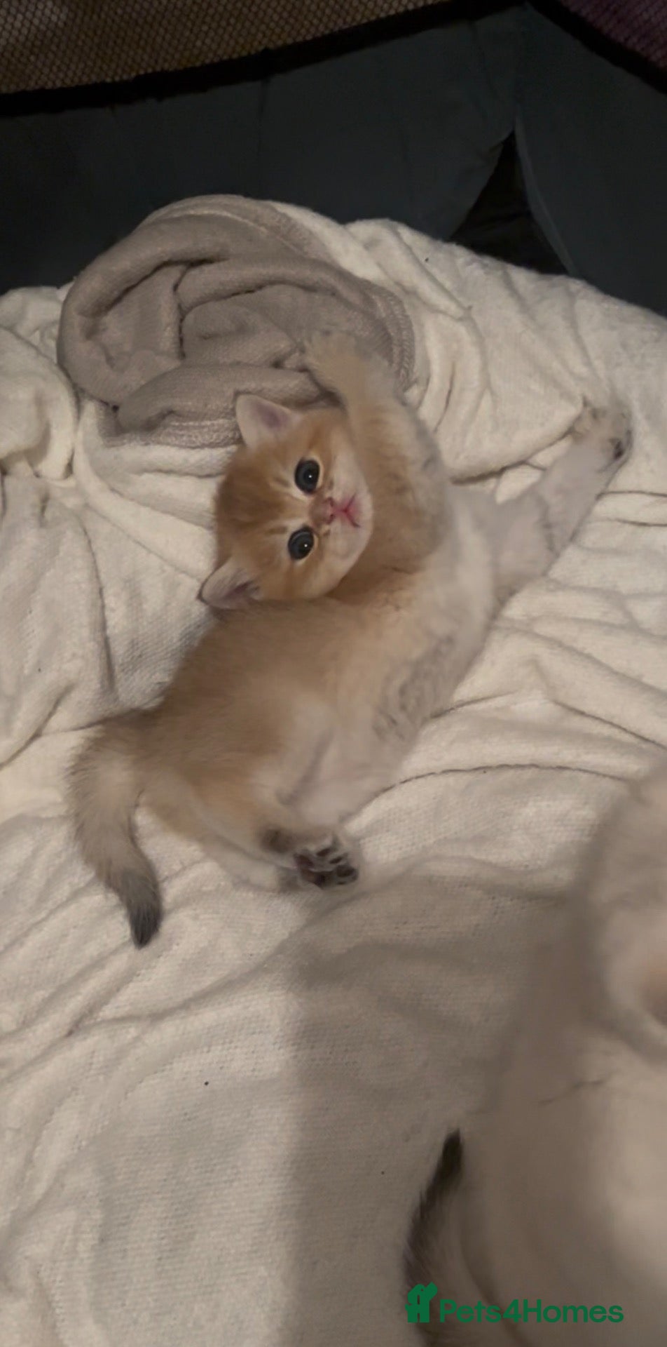 British Shorthair cats for sale: GCCF NY12 GOLDEN and GOLDEN COLOURPOINT KITTENS - Advert 1