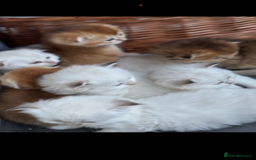 Scottish Fold cats for sale: purebred kittens Gold Scottish Fold Chinchilla - Image 1