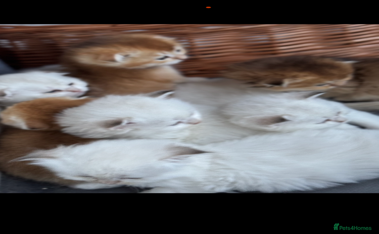 Scottish Fold cats - Advert 5