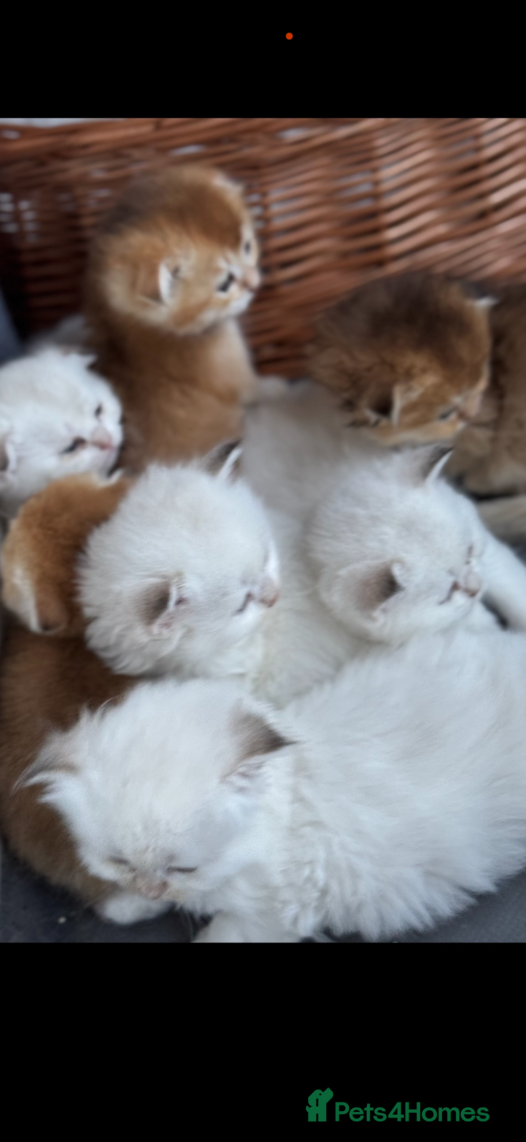 Scottish Fold cats for sale: purebred kittens Gold Scottish Fold Chinchilla - Image 1