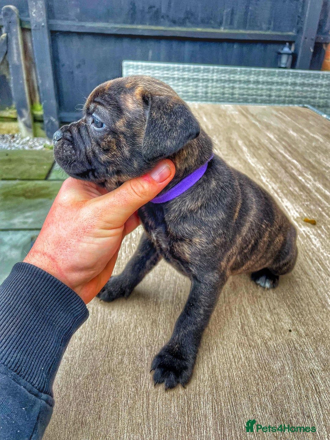 Staffordshire Bull Terrier dogs for sale: Staffordshire bull terrier puppies - Advert 2