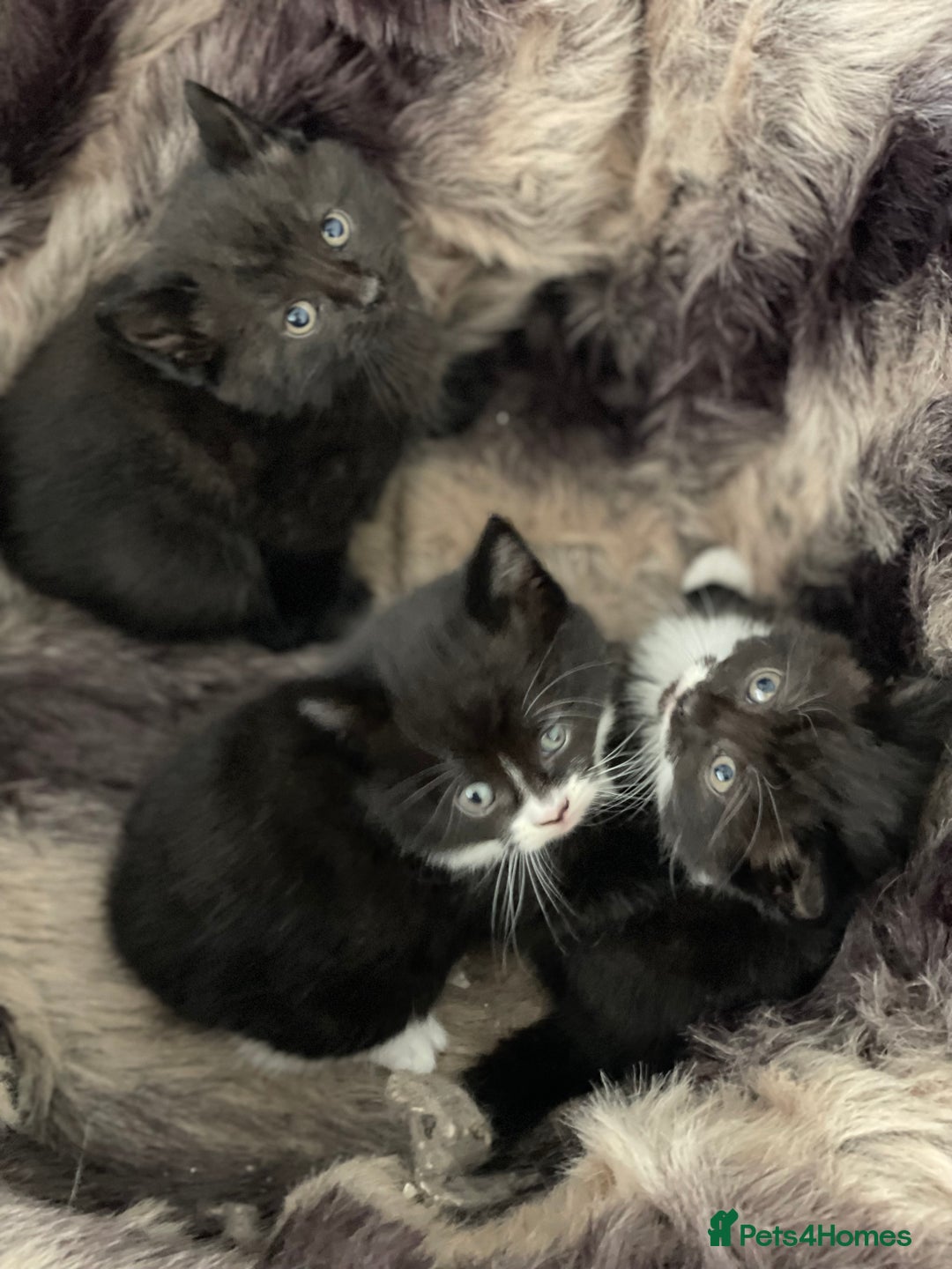 British Longhair cats for sale: British long-haired kittens - Image 4