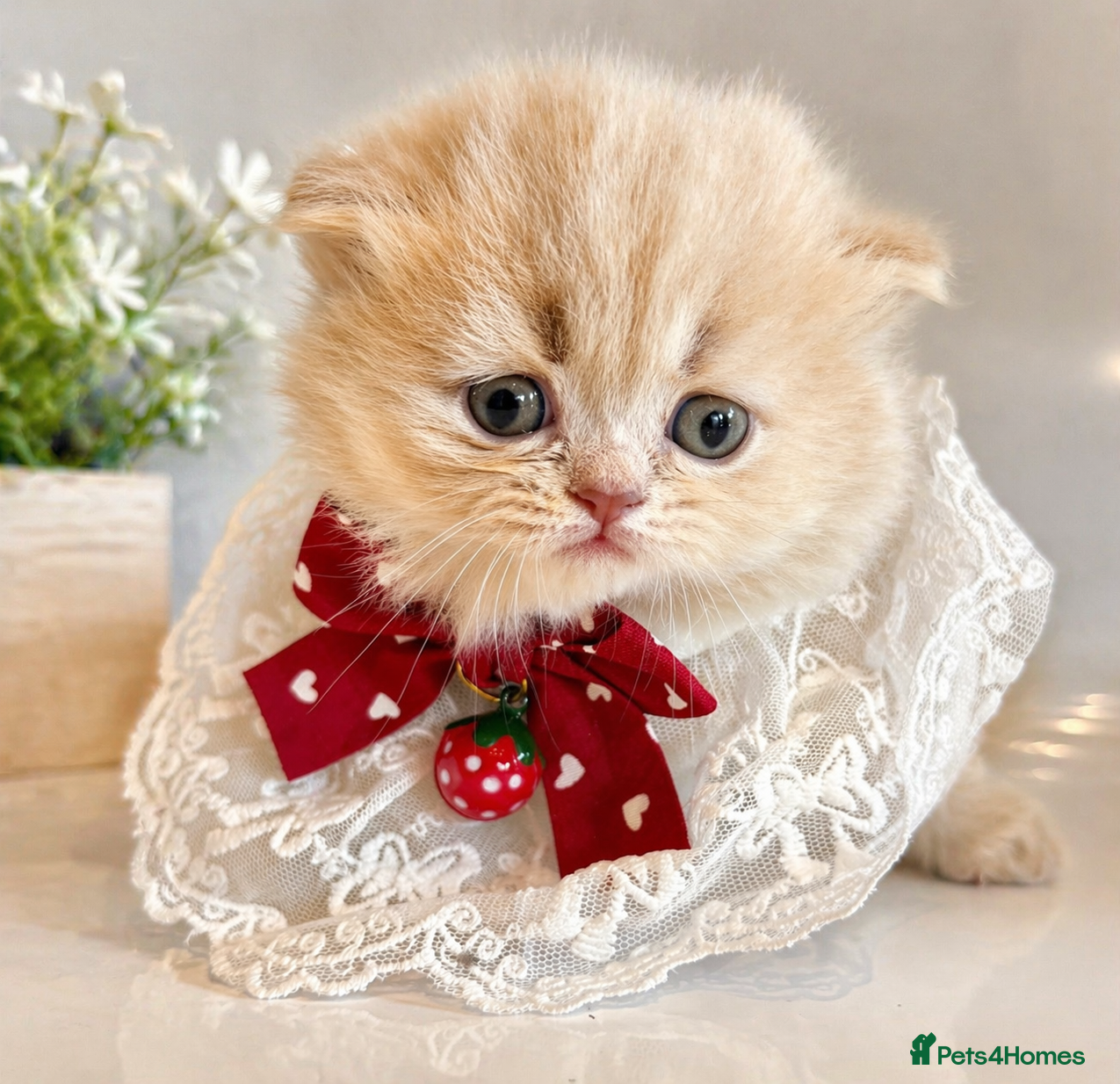 British Longhair cats 🎀BRITISH LONGHAIR GIRLS🎀 - Advert 2