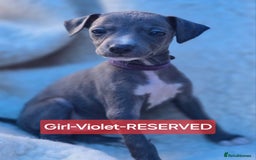 Mixed Breed dogs for sale: Italian Greyhound x Whippet puppies - Image 9