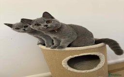 British Shorthair cats for sale: Supreme Grand Champion Sired Kittens - Image 5