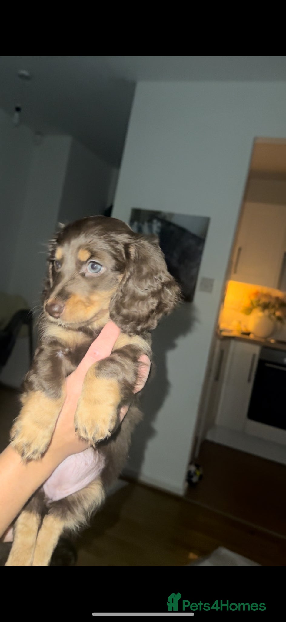 Dachshund dogs 3 Dachshund puppies left - Advert 5