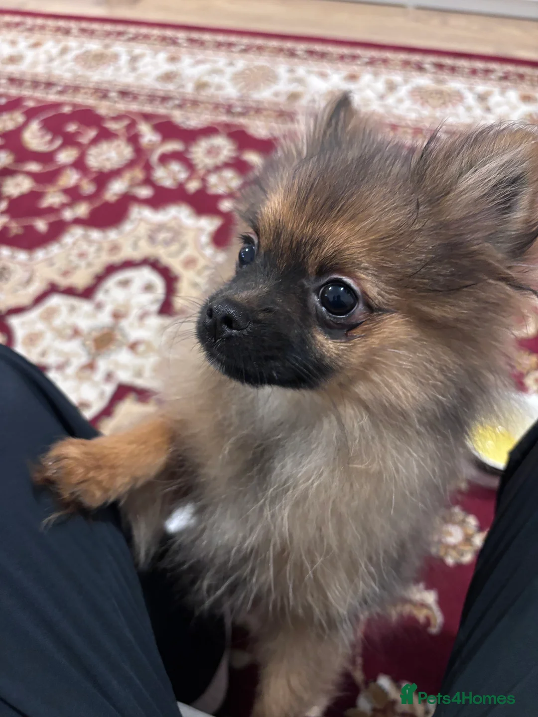 Pomeranian dogs for sale: 🐾 Stunning Male Pomeranian Puppy – £1,750 🐾 - Advert 4