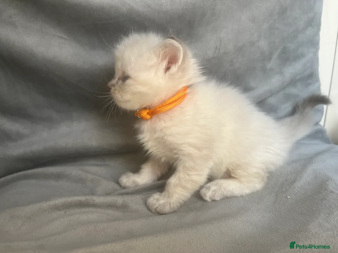 Ragdoll cats for sale: Beautiful mink ragdoll kittens all male  - Advert 33