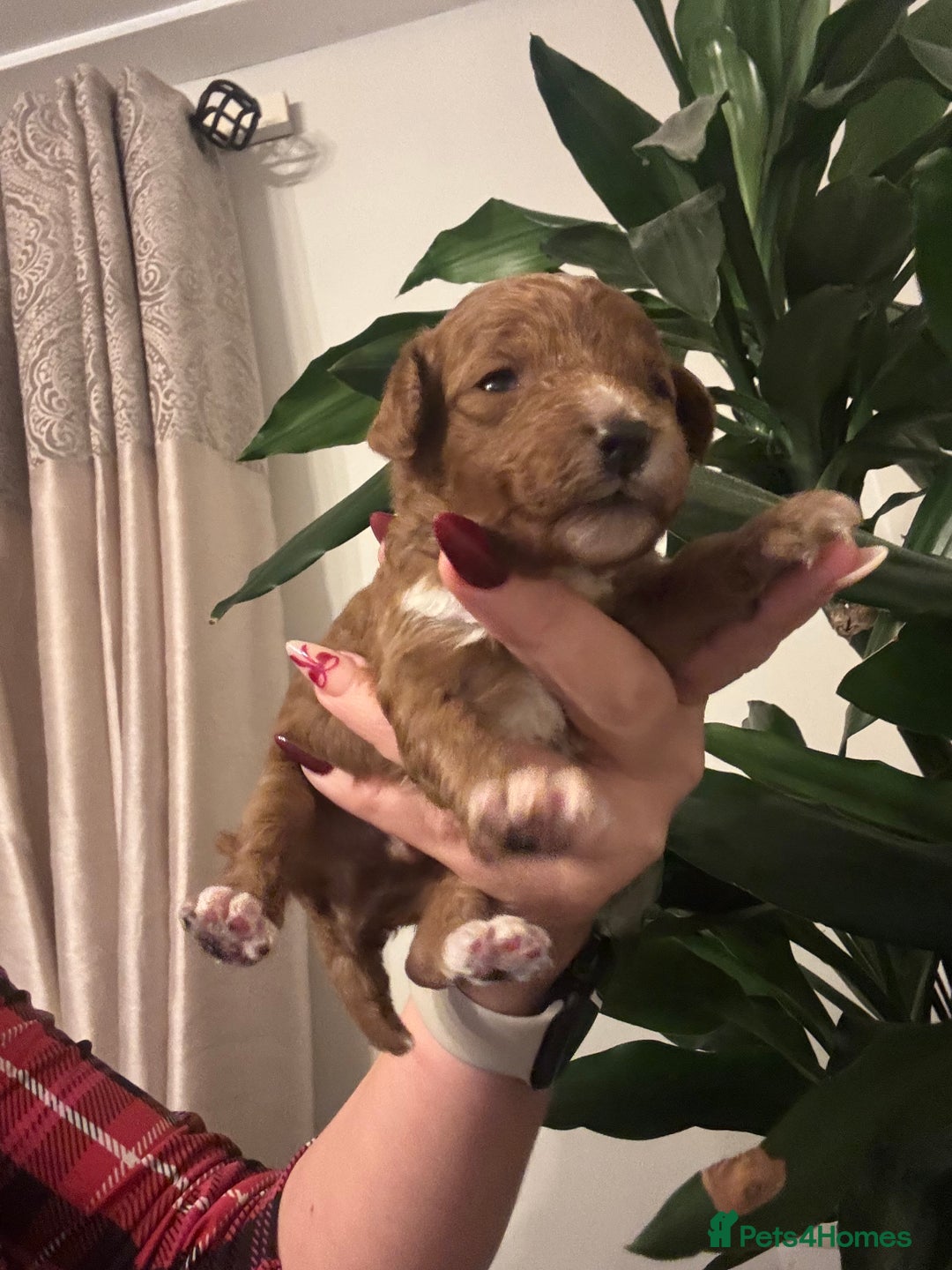 Cavapoo dogs for sale: Cavapoo F1B LAST GIRL AVAILABLE ♥️ - Advert 6