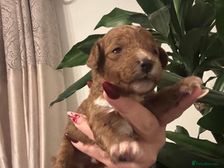 Cavapoo dogs Cavapoo F1B - Advert 11