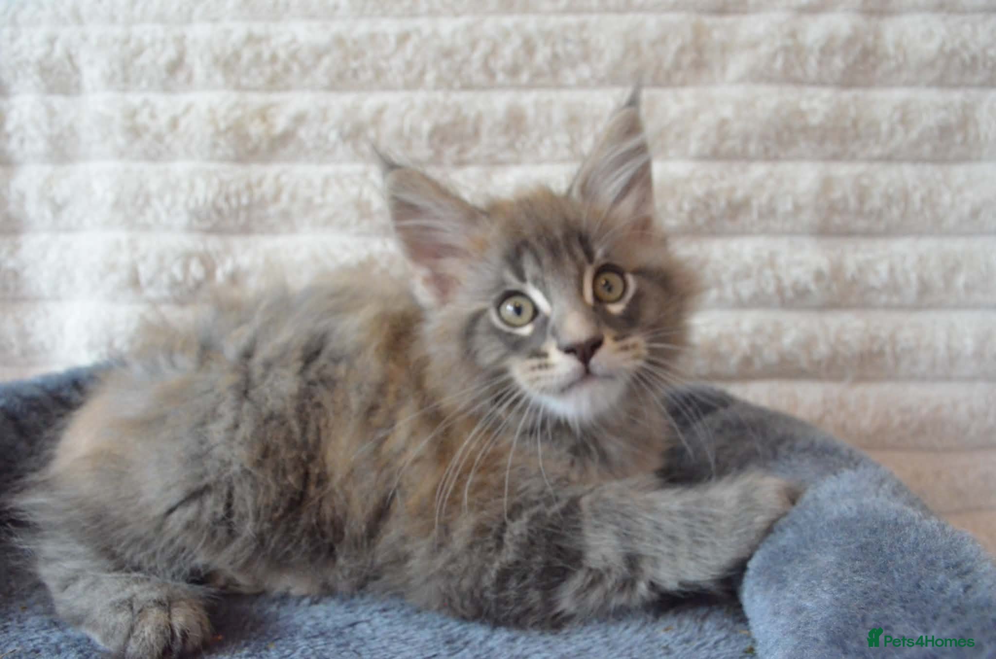 Maine Coon cats Pedigree Tica Registered Maine coon kittens  - Advert 6
