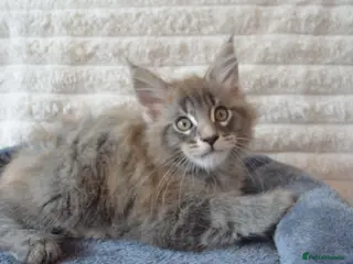 Maine Coon cats Pedigree Tica Registered Maine coon kittens - Advert 6