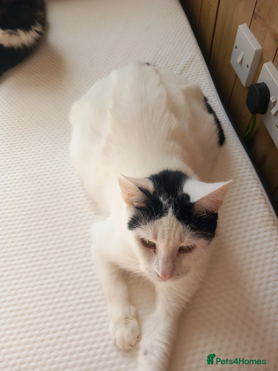 Mixed Breed cats for sale: Lovely kittens  - Advert 2