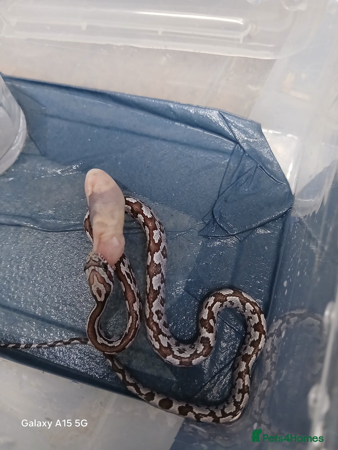 Corn Snake reptiles for sale: Corn Snake Morph Hatchling's  - Image 25