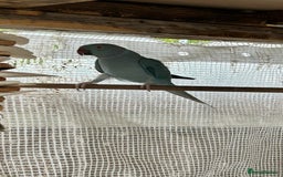 Ringnecks birds for sale: Proven 2022 hen for breeding with cage - Image 5