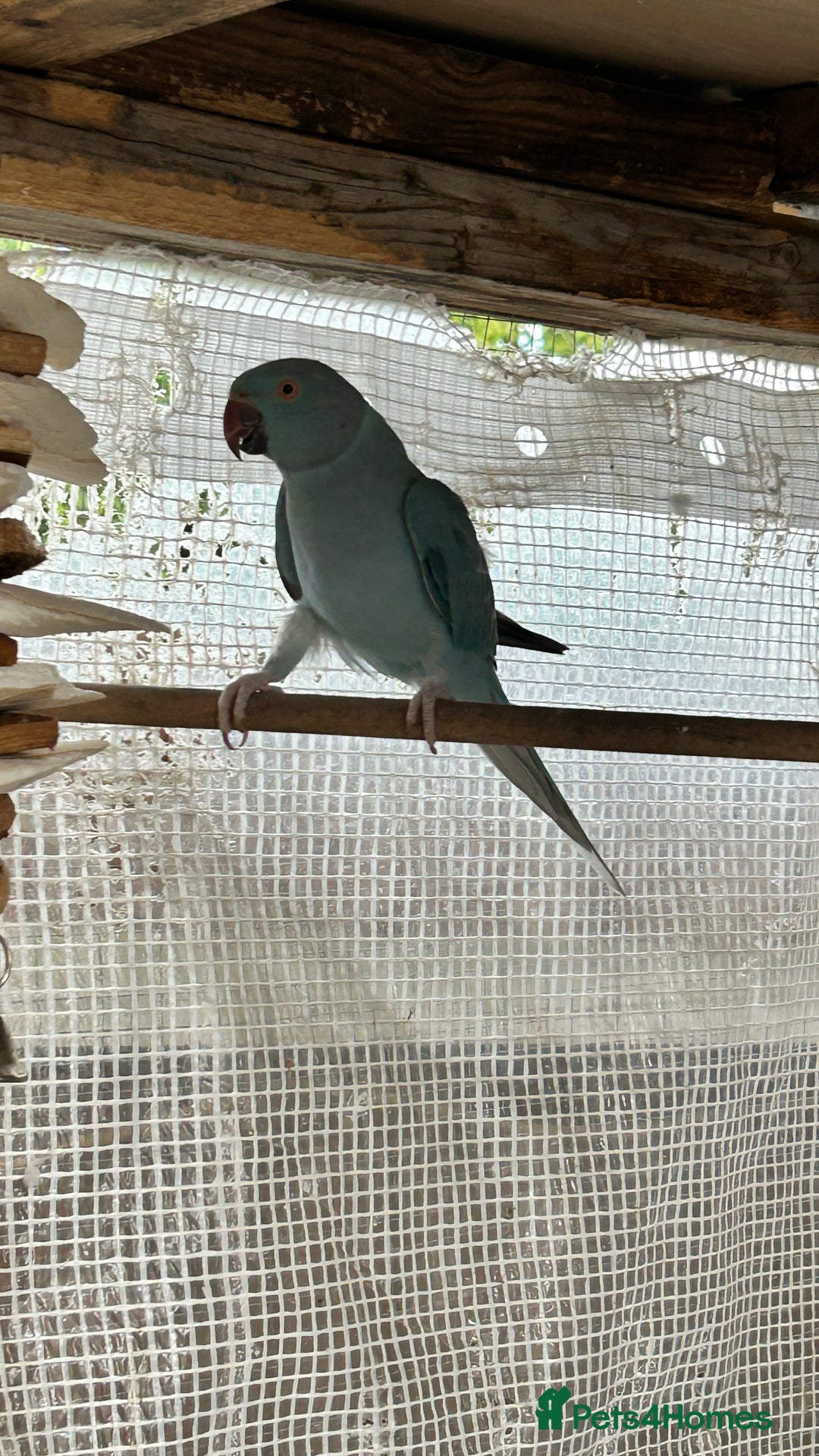 Ringnecks birds for sale: Proven 2022 hen for breeding with cage - Image 5