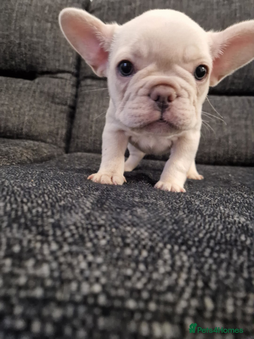 French Bulldog dogs for sale: French bulldog - £1400 only 2 platinum girls left - Image 4
