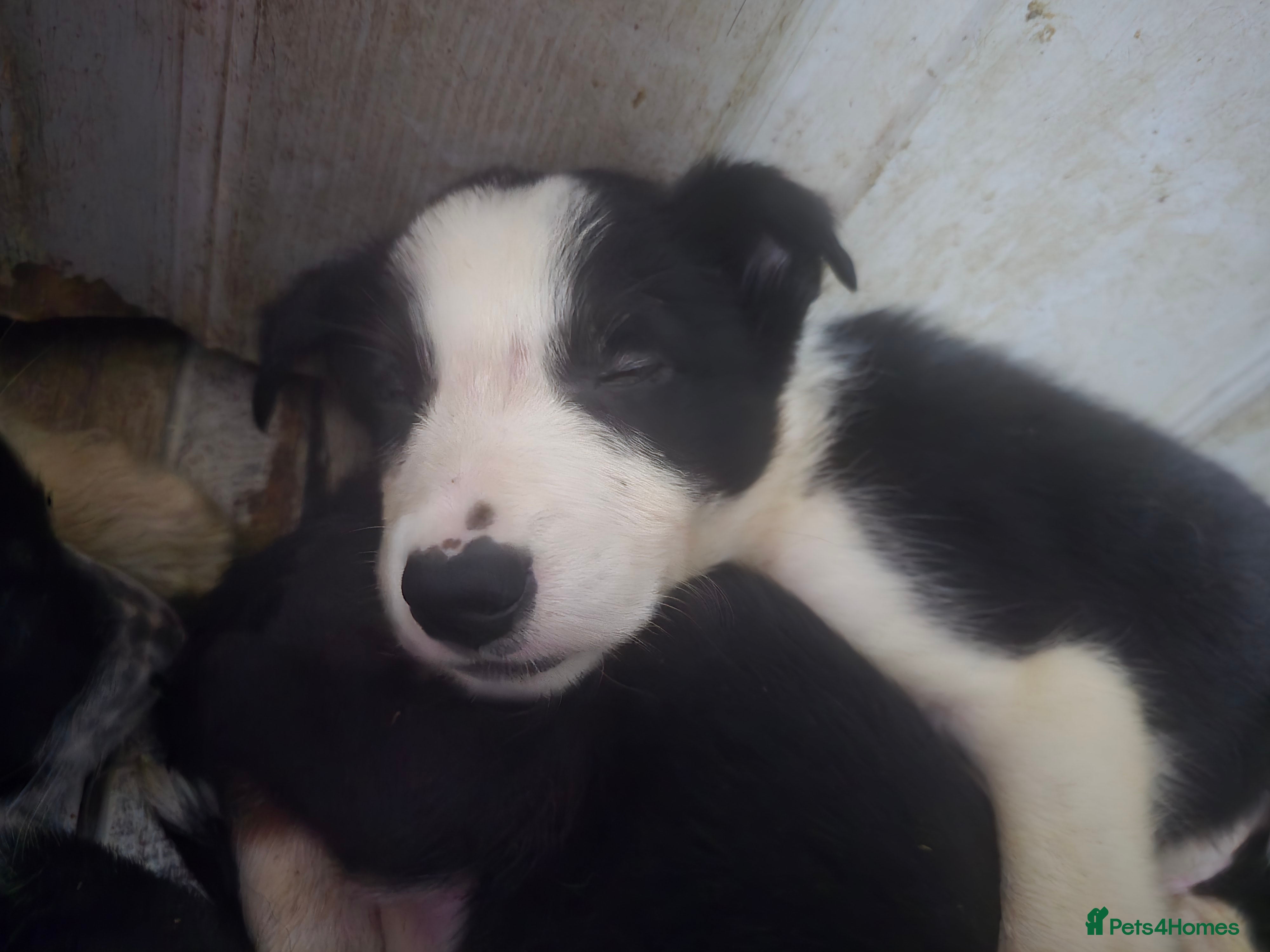 Border Collie dogs Border Collie Pups - Ready Soon! - Advert 2