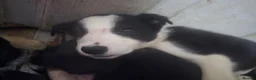 Border Collie dogs for sale: READY NOW - 2 MALE Border Collie Pups left - Advert 22