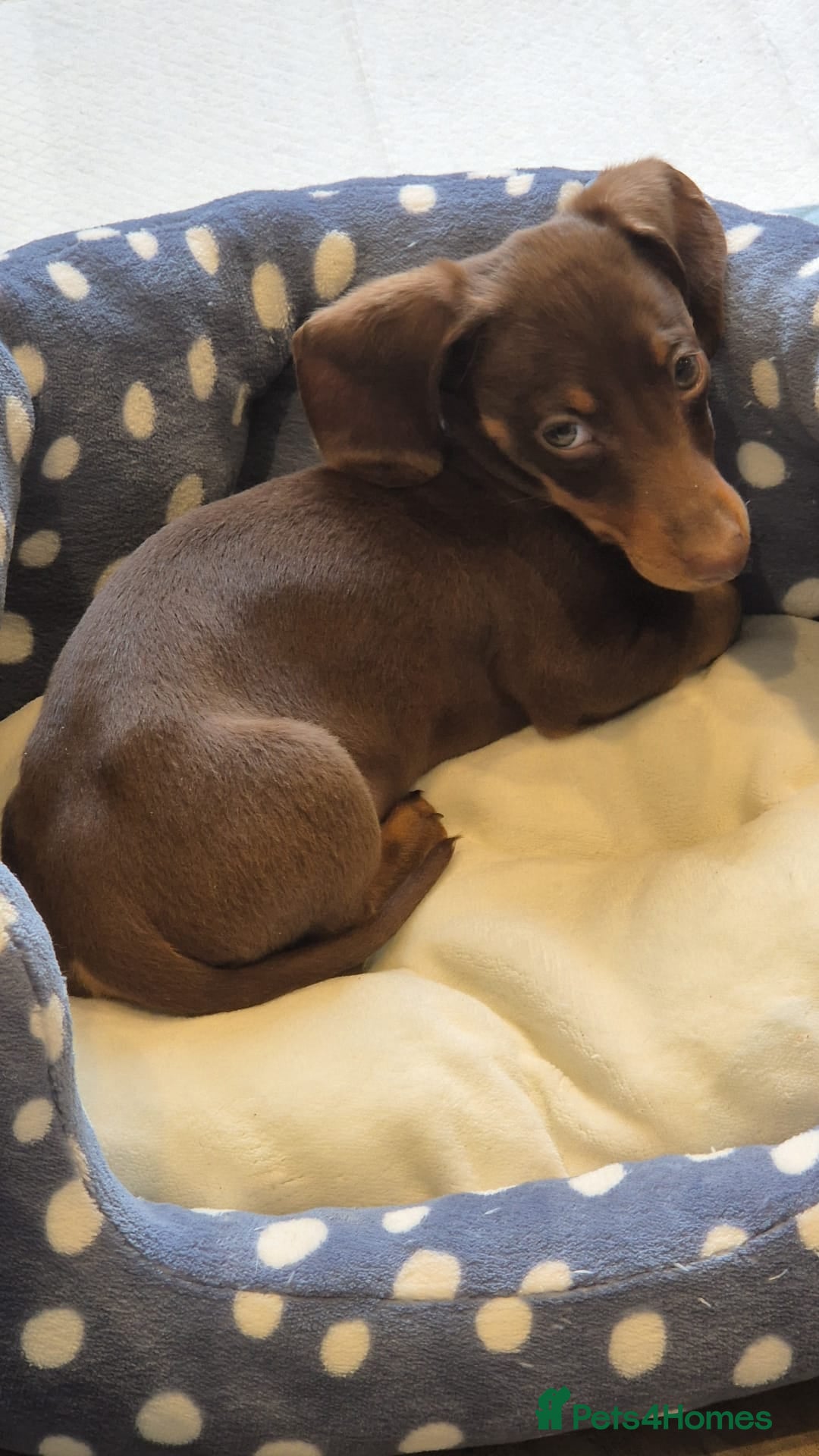 Dachshund dogs Daschaund puppy  - Advert 2