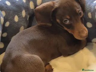 Dachshund dogs Daschaund puppy - Advert 1