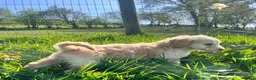 Goldendoodle dogs for sale: Stunning Goldendoodle Puppies - Advert 16