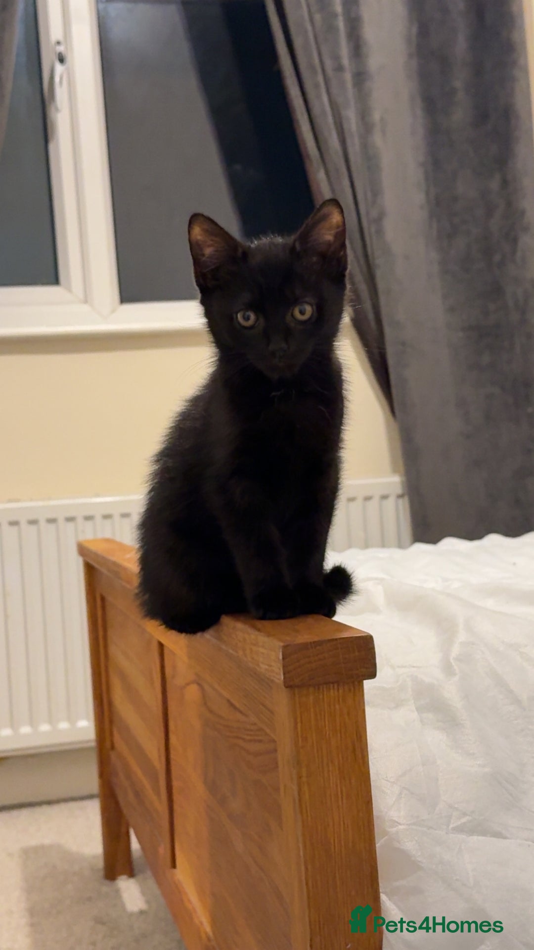 British Shorthair cats for sale: All black female kitten  - Advert 4